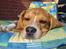 Blanding af racer Basse. Beagle/Fransk bulldog - 4/9-2011