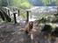Nova scotia duck tolling retriever Simba - Simba i skoven:D