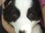 Border collie Balto - 2 uger efter Balto kom hjem til os at bo :)
