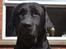 Labrador retriever Athos RIP