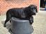Labrador retriever Athos RIP