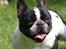 Fransk bulldog Charlie - Grumpy