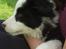 Border collie Balto - Lille men skøn!!