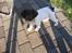Field Trial spaniel Tulle