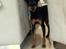 Dvaergpinscher Asta