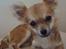 Chihuahua Adam
