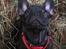 Fransk bulldog Nanna