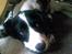 Field Trial spaniel Sally