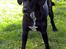 Blanding af racer Maggie - Velkommen til min profil :O)