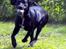 Blanding af racer Maggie - Selv efter en hundebajer er jeg hurtig :O)