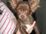 Chihuahua Enzo