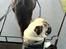Mops Ozzy