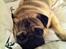 Mops Ozzy