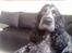 Cocker spaniel mille
