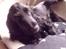 Cocker spaniel mille