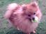 Pomeranian Jack