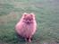 Pomeranian Jack