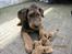 Airedale terrier Tessdale`s Magnificent prince (Ozzi) - Ozzi 15 uger gammel.
