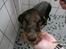 Airedale terrier Tessdale`s Magnificent prince (Ozzi) - Ozzi i bad,da en lille dreng havde tabt sin kakao nedovar ham.