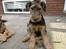 Airedale terrier Tessdale`s Magnificent prince (Ozzi) - Søde Ozzi,15 uger gammel.