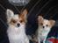 Chihuahua Mazey (Tut) - Trucker Dogs. Vi sidder i fars fine lastbil