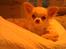 Chihuahua Mazey (Tut) - Prinsesse Tut