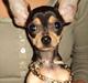 Chihuahua ¨˜”°º• Chi Chi Deluxe •º°”˜¨