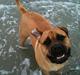 Bullmastiff Boulevard of Fame Hector