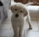 Golden retriever Effie/Zoe