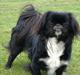 Pekingeser Blackie