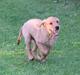 Golden retriever Flying Felix