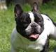 Fransk bulldog Charlie - Grumpy