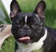 Fransk bulldog Cæsar