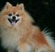 Pomeranian Louie