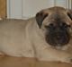 Bullmastiff Boulevard of Fame's Bifrost( Bee)