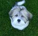 Lhasa apso zmilla