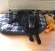 Flat coated retriever Thilde