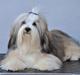 Bichon havanais Nicondoes Double-O-seven (Messie)