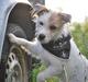 Parson russell terrier Cudweed´s Kiss Of An Angel (soya)