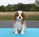 Cavalier king charles spaniel Murnley's Anglian Skye