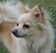 Pomeranian Fie