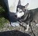 Siberian husky nala