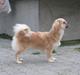 Tibetansk spaniel Khyi-Mo's J-Zigsa