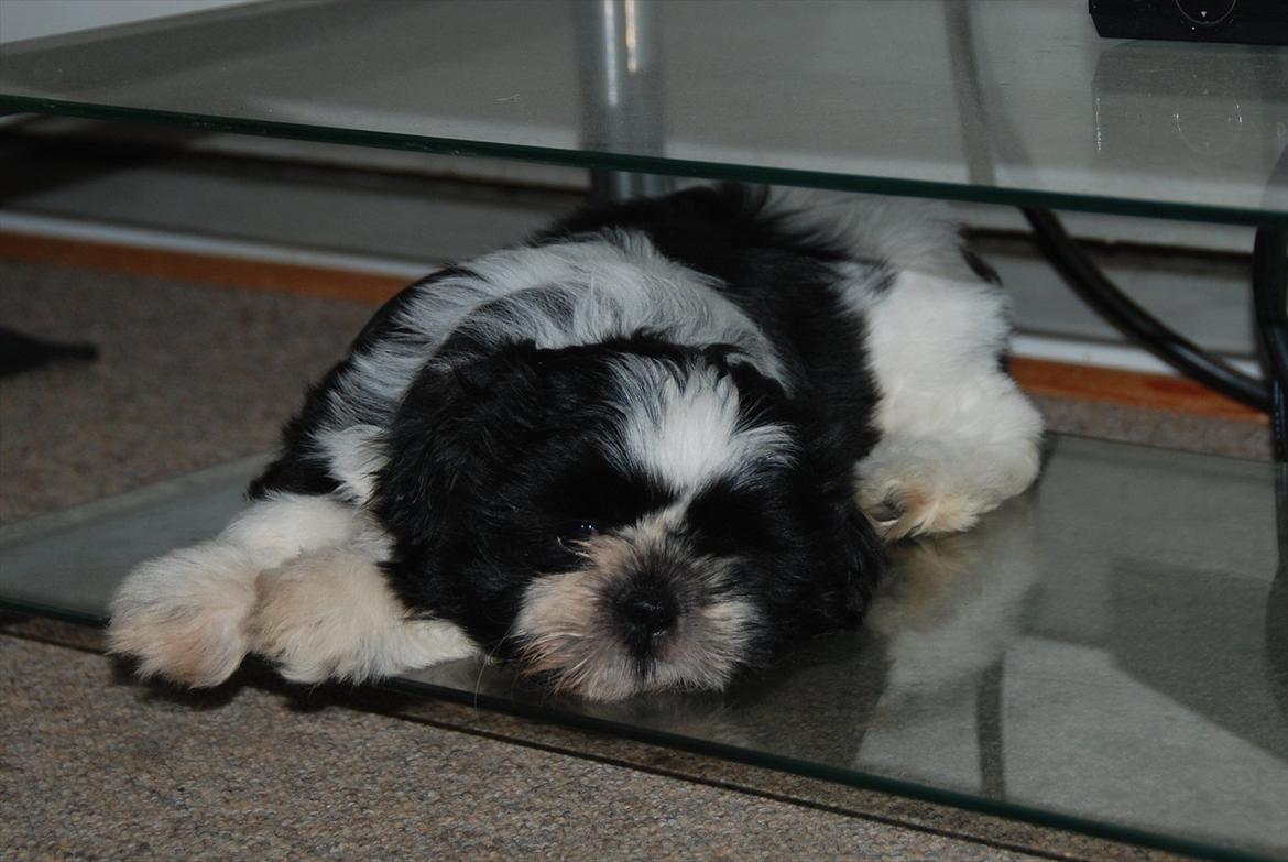 Shih tzu Flindt´s Born To Beauty (Bumle) - August 2011
Lige kommet hjem 9 uger gammel  billede 9