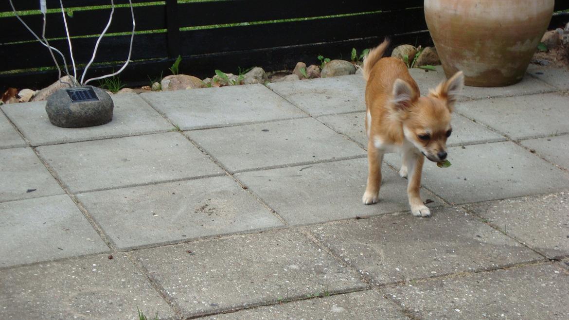 Chihuahua Adam billede 19