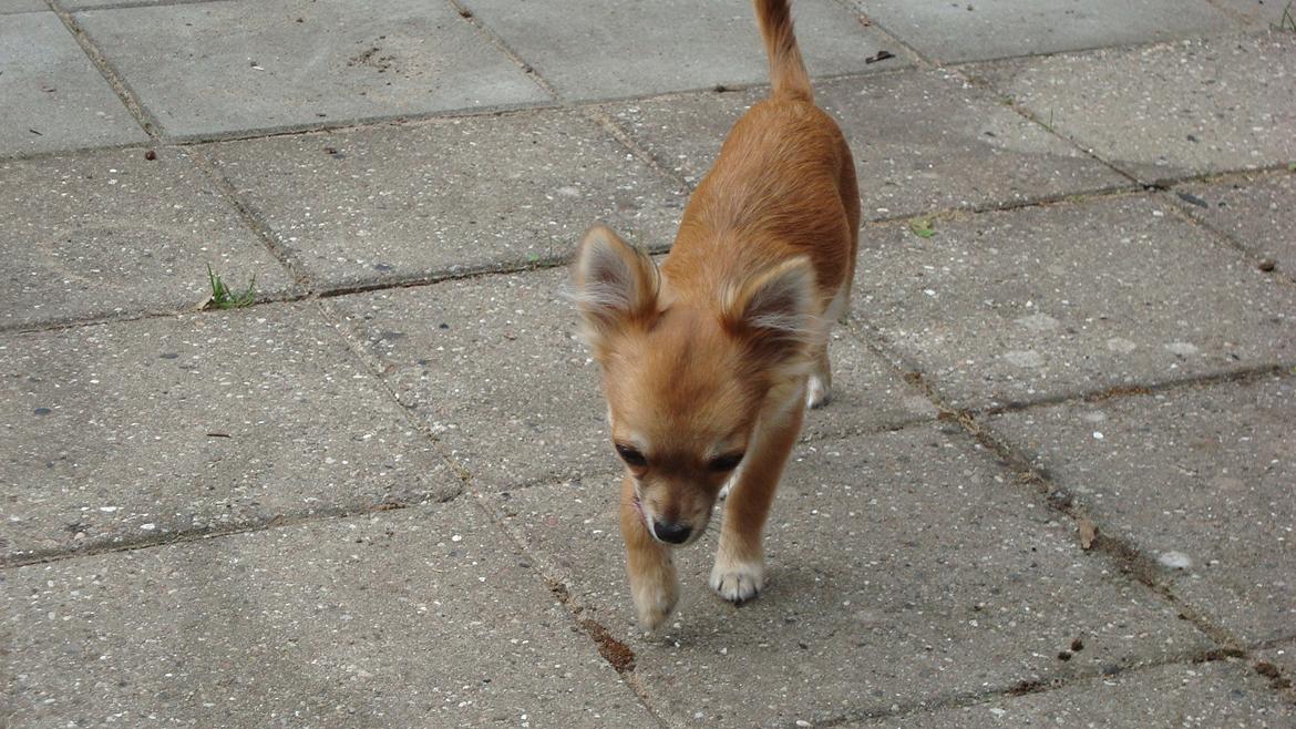 Chihuahua Adam billede 2