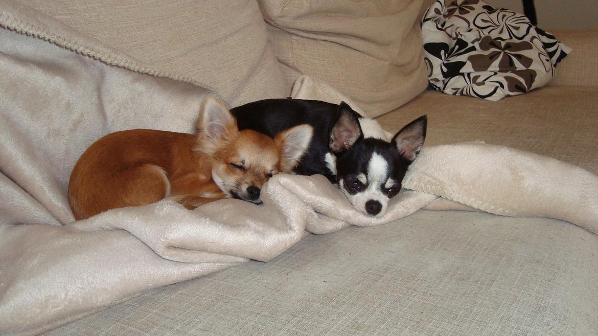 Chihuahua Adam billede 20