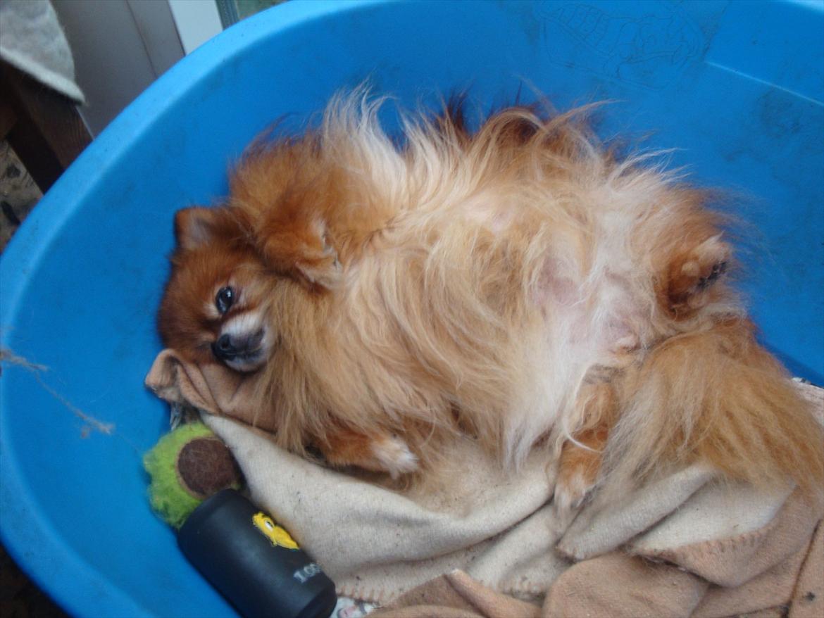 Pomeranian Topsys Rødtop - RØDTOP 11år gammel ligner stadig en hvalp hvis man ser bort fra det hvide i ansigtet.... billede 4