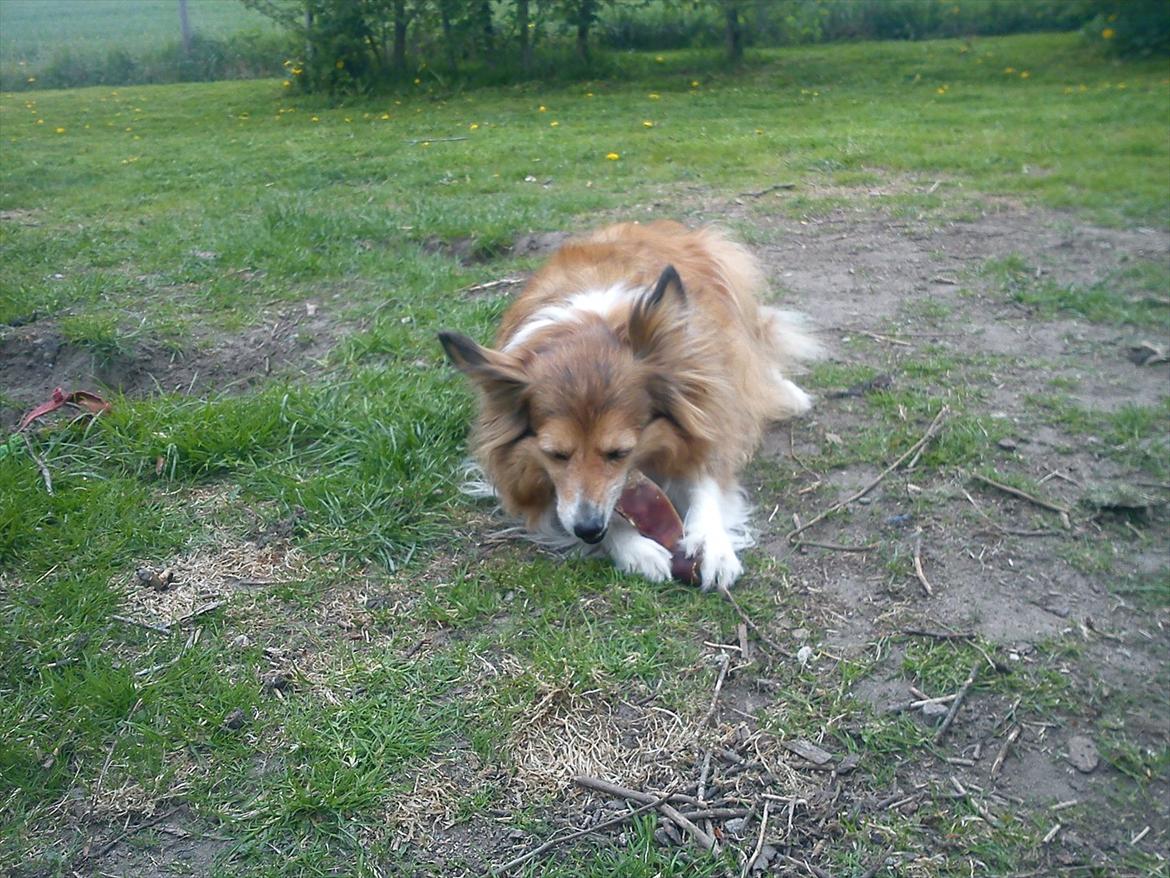 Blanding af racer Lassie billede 20