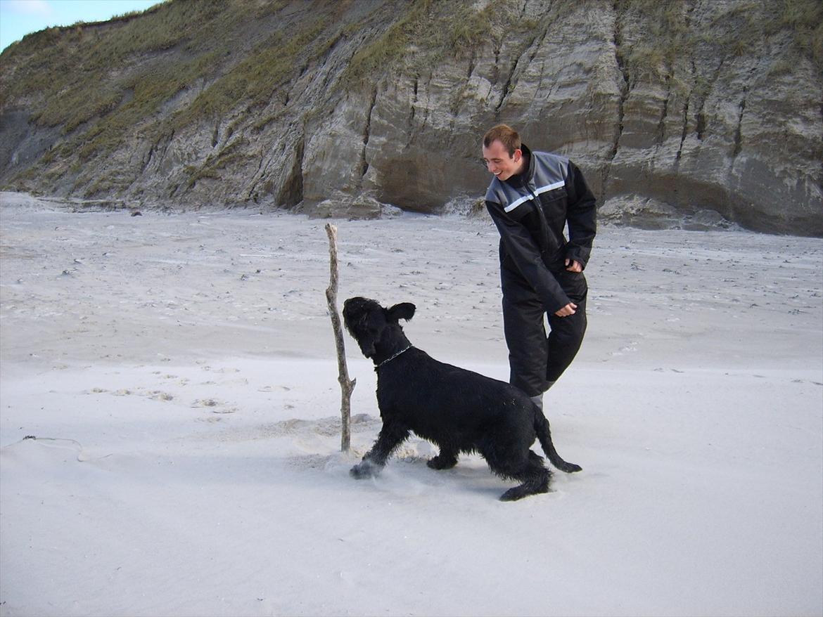 Riesenschnauzer Nikita billede 20